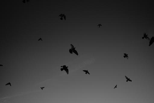 DSCF5244o.JPG